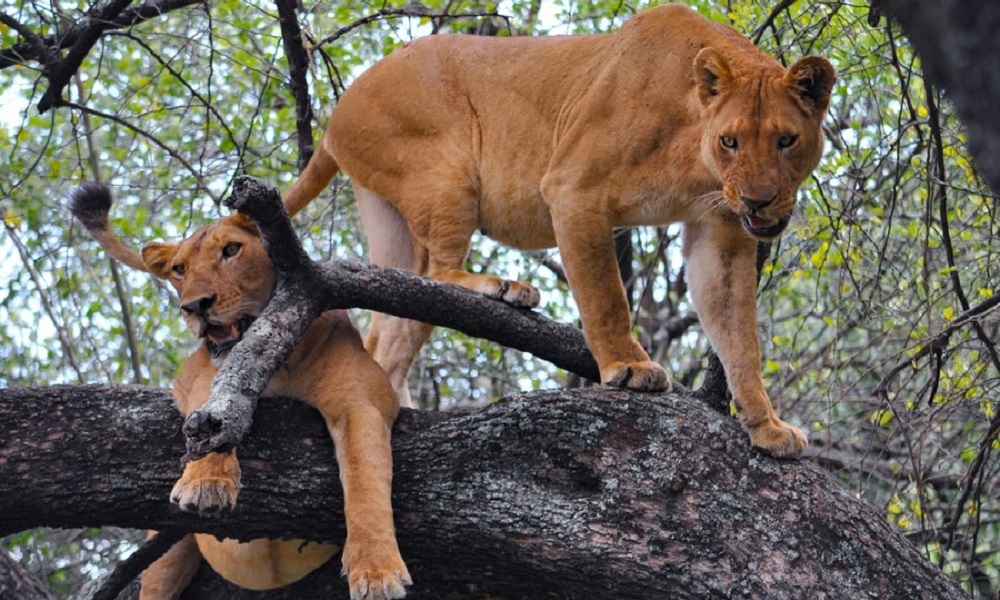 TARANGIRE, SERENGETI & NGORONGORO SAFARI