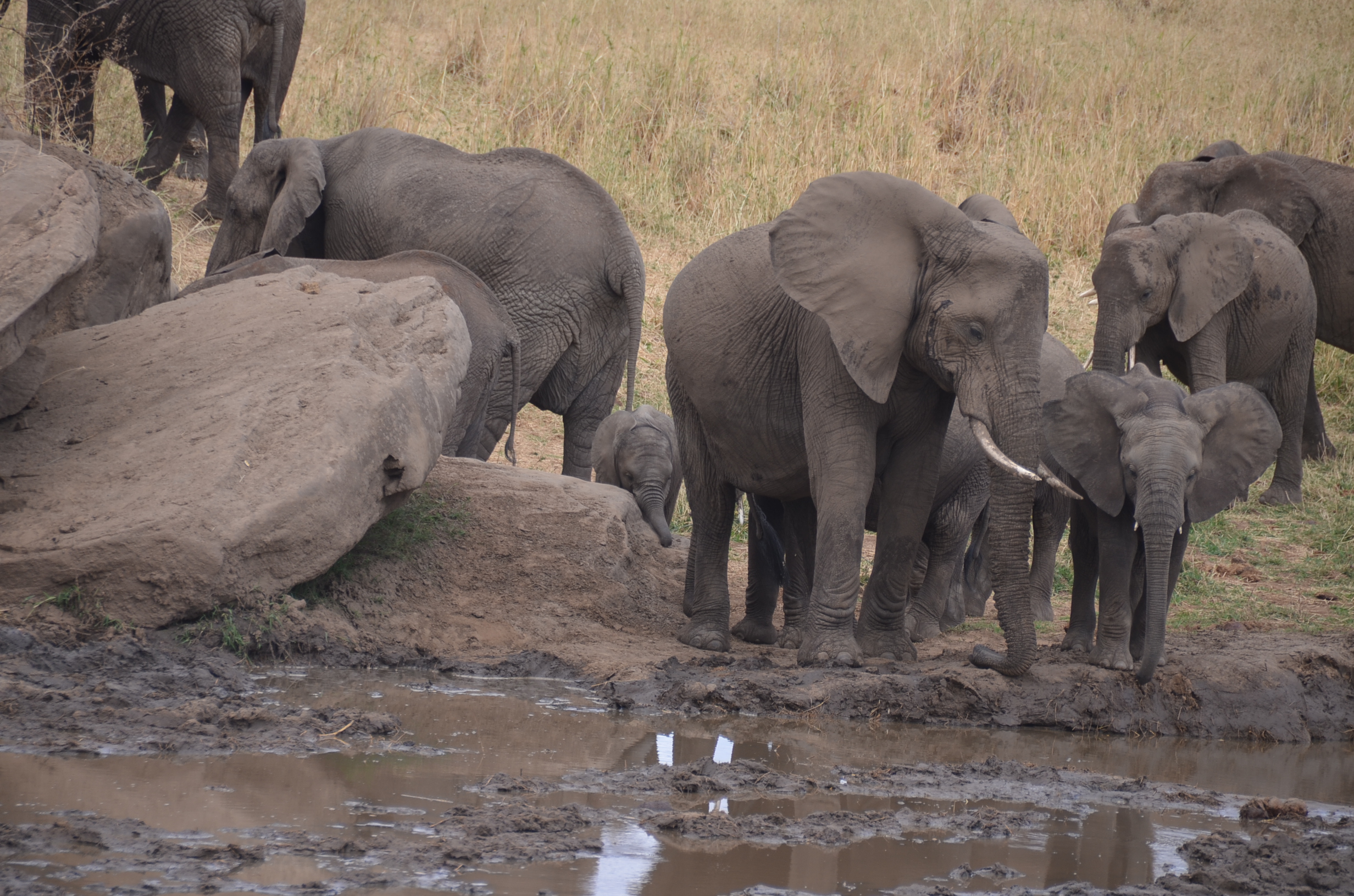 MANYARA, TARANGIRE, SERENGETI & NGORONGORO 