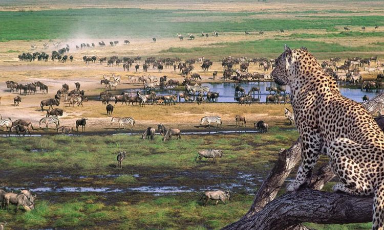 Ngorongoro Crater wildlife
