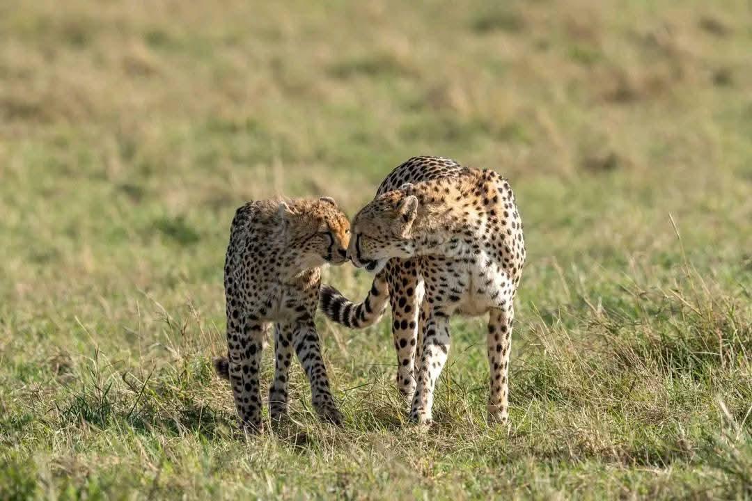 Tanzania Safari