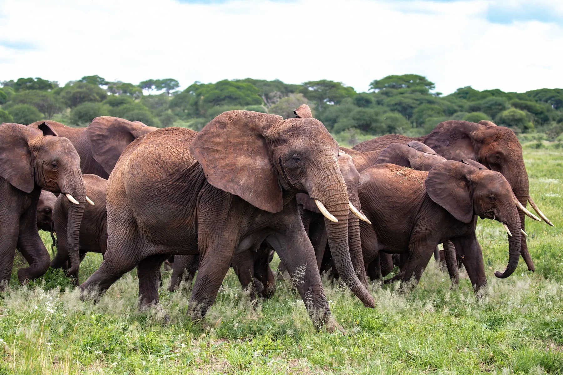 African Bush Tour