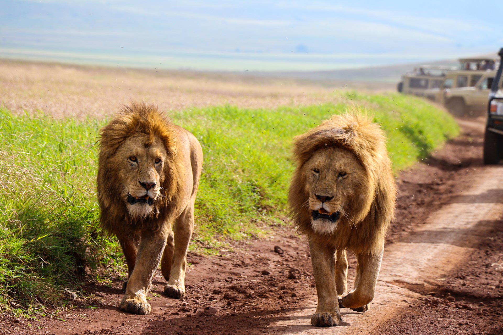 TANZANIA SAFARIS
