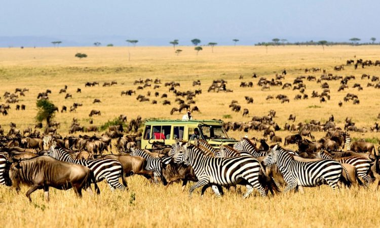 Serengeti National Park wildebeest migration