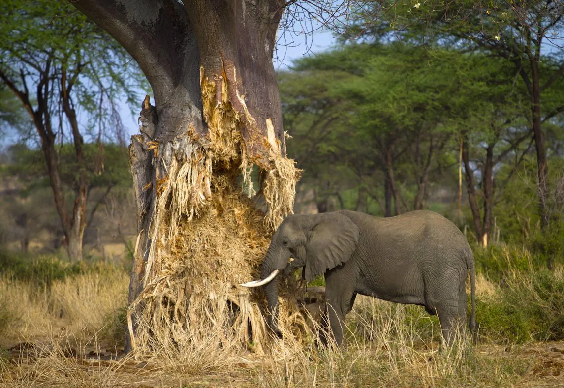 Elephants in Tarangire National Park